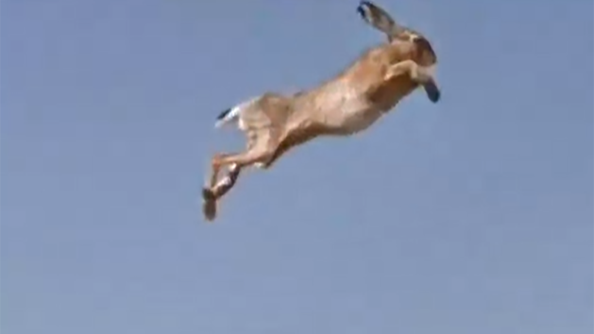 Latający zając został uchwycony w miejscowości Olszowice