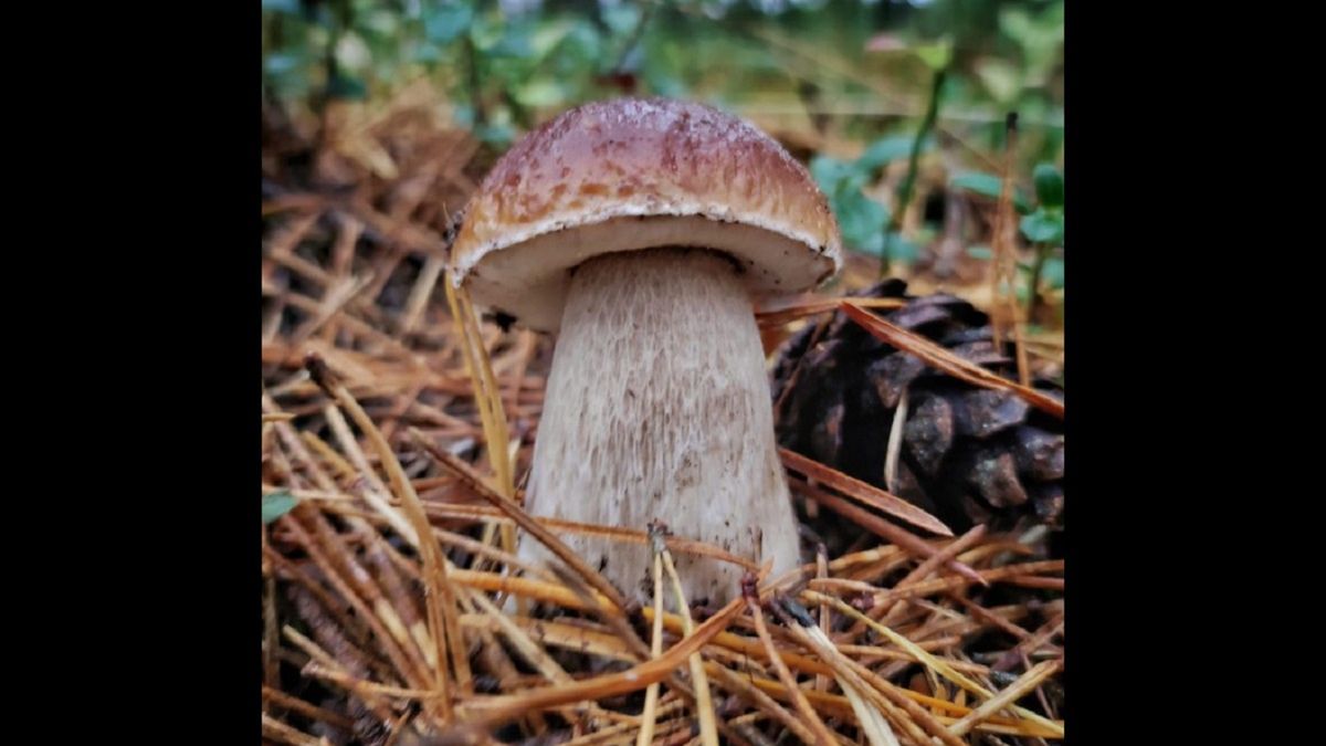 Szok. Pokazała, ile grzybów zebrała w listopadzie!