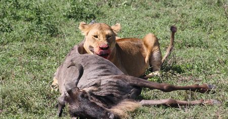 Były żubry i pandy, teraz pora na dzikie zwierzęta z Serengeti