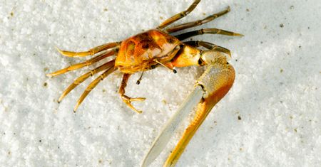 Robot-krab podrywa prawdziwe samice