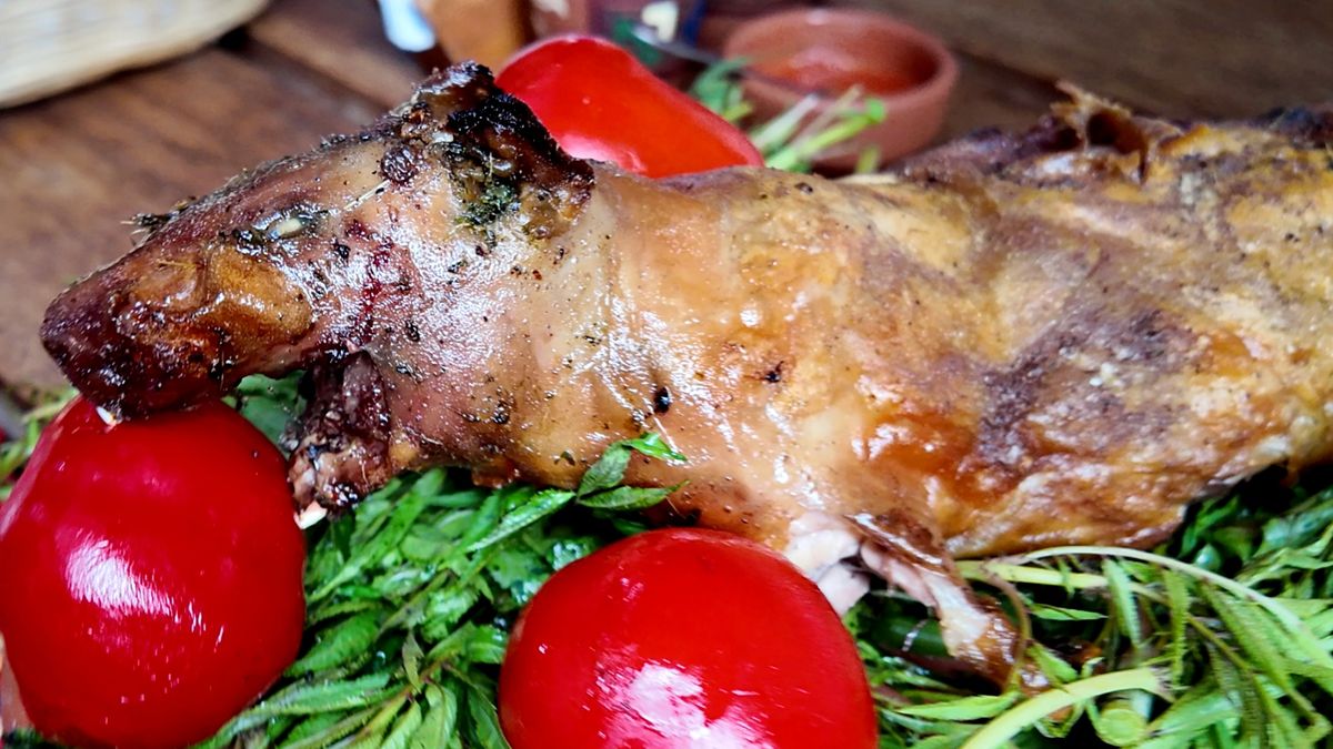 Wielbłąd, nietoperz, świnka morska… a to jeszcze nie wszystko!