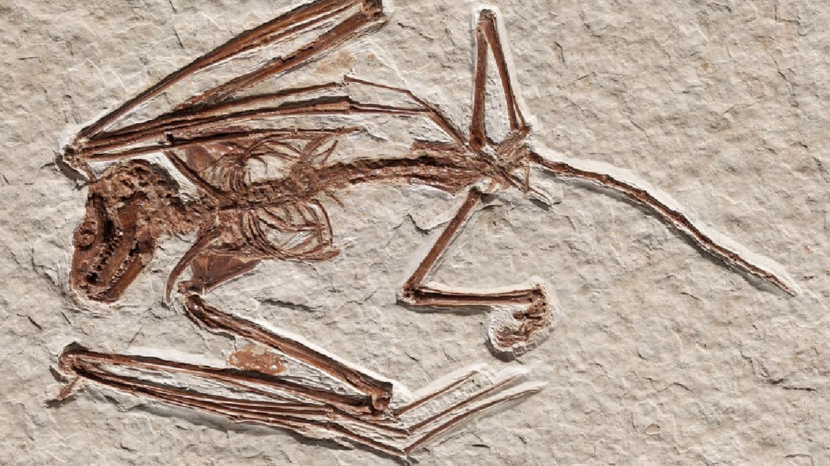 Szkielet liczy 52 mln lat