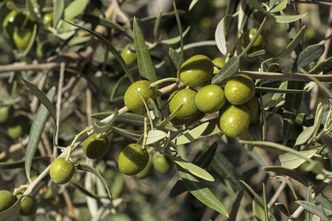 Skandal z fałszowaniem oliwy i sztucznym barwieniem oliwek we Włoszech
