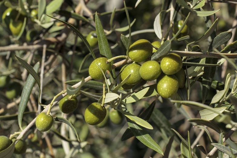 Włochy prowadzą spór z UE o wina, oliwki i pomidory