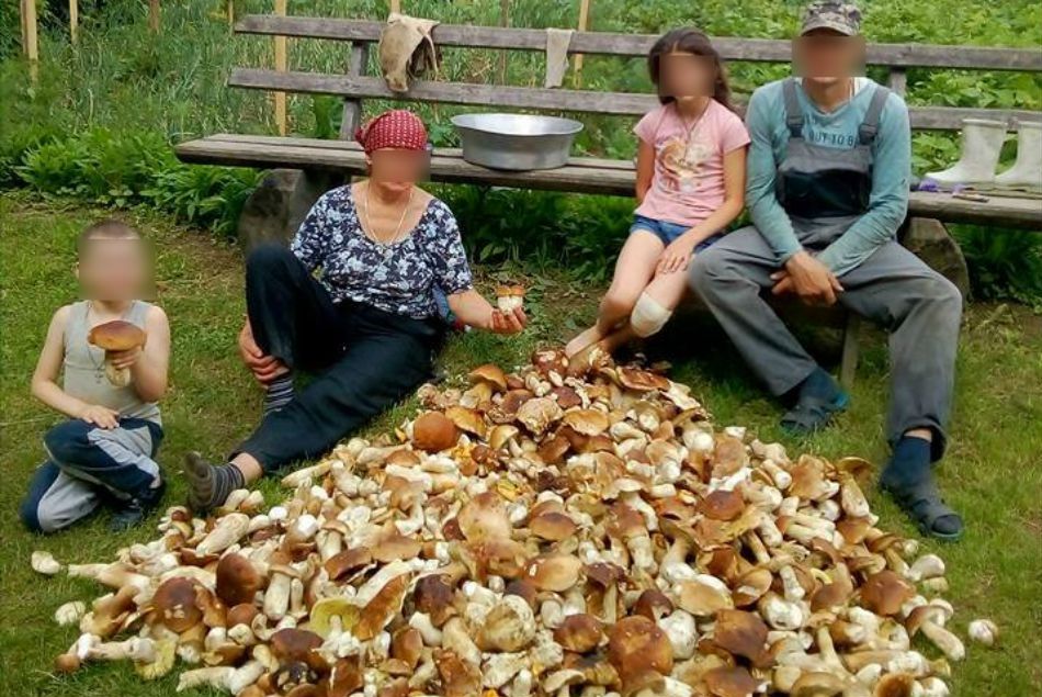 Dla takich grzybiarzy trzeba wprowadzić limity. Rodzina zebrała 100 kg prawdziwków