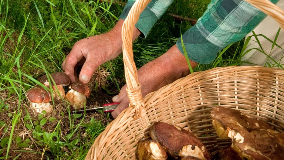 Ostatnie dni to prawdziwy wysyp grzybów