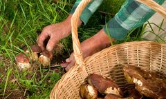 Pogoda sprzyja zbiorom grzybów. Na Mazurach prawdziwy wysyp