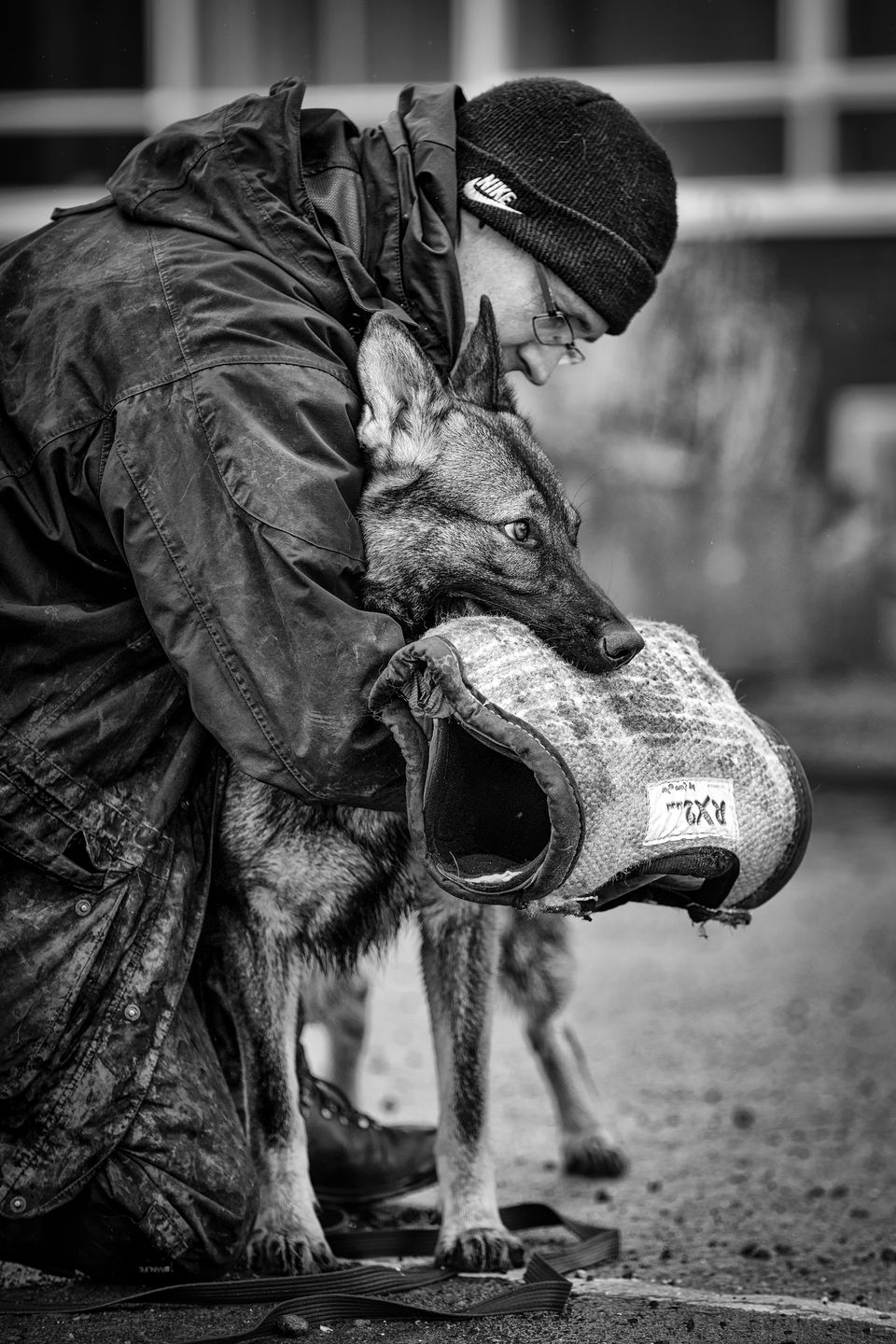 Najpiękniejsze zdjęcia psów w konkursie Dog Photographer of the Year 2018 24