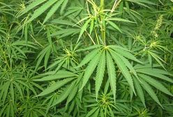 Litwa: Medyczna marihuana zalegalizowana