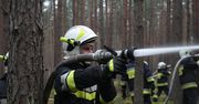 Lipno: Policjanci zatrzymali podpalacza lasów. 28-latek odpowie za serię pożarów ściółki