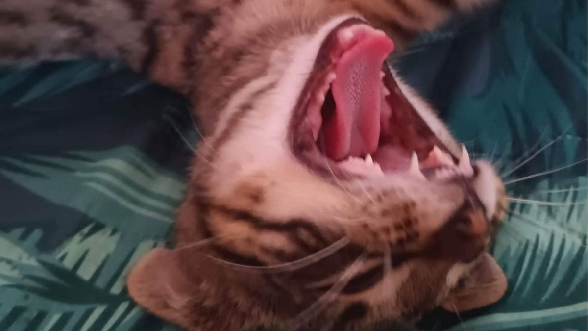 Nietypowa skarga wpłynęła do krakowskiego schroniska dla bezdomnych zwierząt