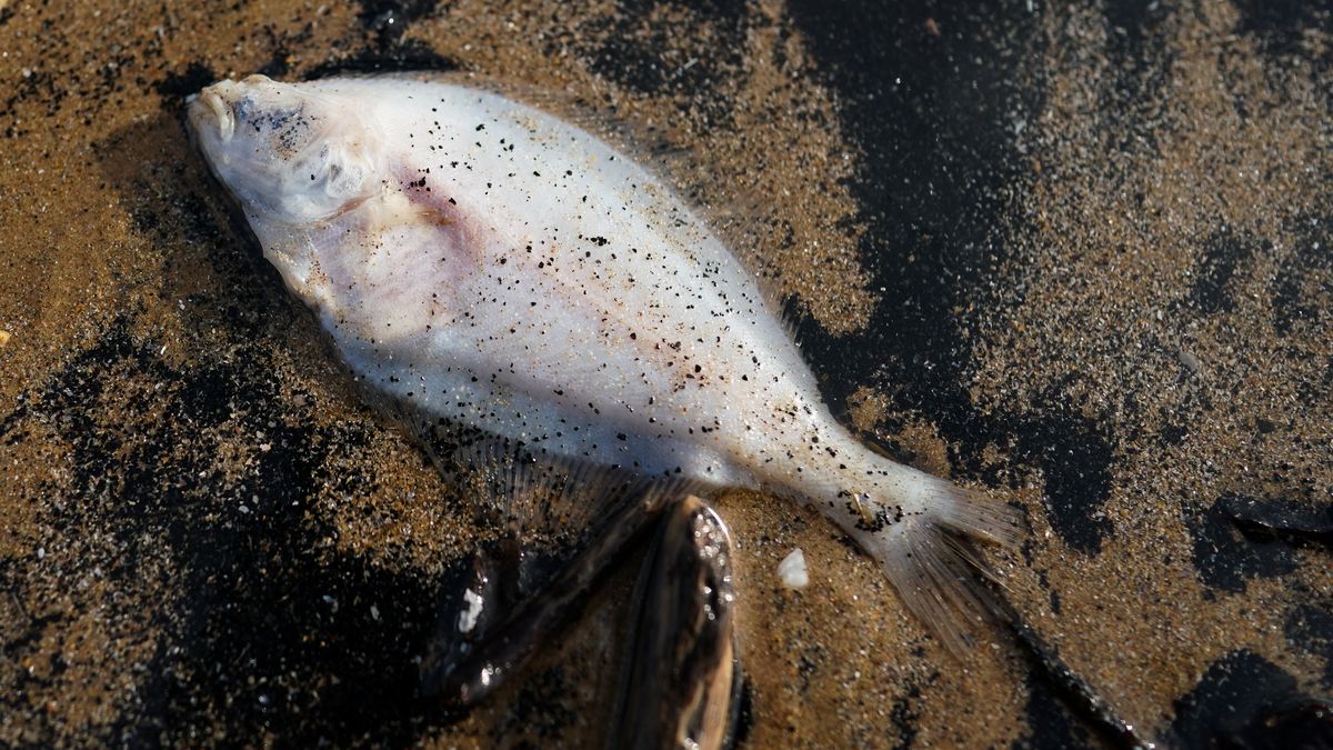 SALTBURN-BY-THE-SEA, ENGLAND - MARCH 29: A fish lies dead among hundreds of Starfish, Razor fish shells, Mussels and Clams which have been washed up onto the beach with sea coal at Saltburn on March 29, 2023 in Saltburn-by-the-Sea, England. Sea coal is found on beaches due partly to erosion of underwater seams but also as a historic result from the dumping of waste from coal mines. (Photo by Ian Forsyth/Getty Images)