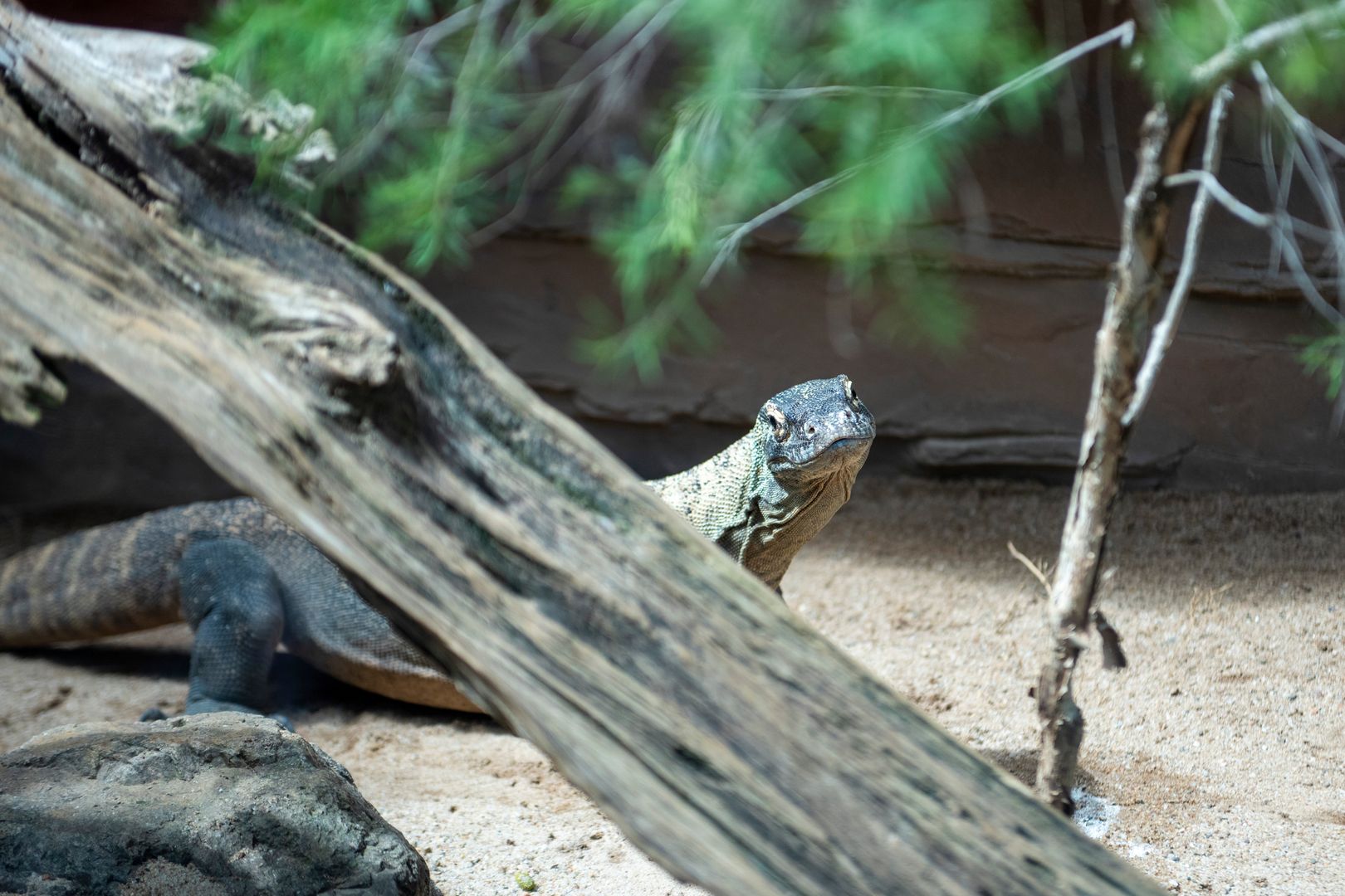 Warany z Komodo są zagrożone wyginięciem