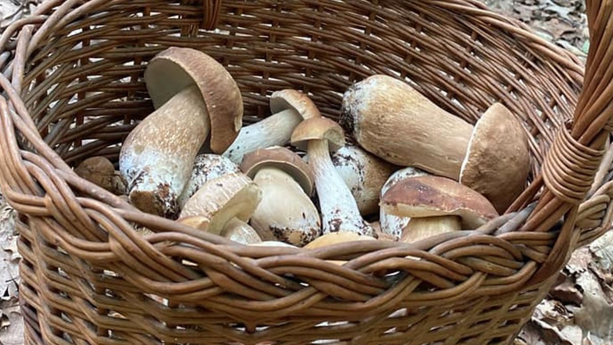 Pokazał zdjęcie prawdziwków