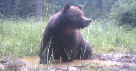 Niedźwiedź znalazł sposób na upał. Fotopułapka wszystko nagrała