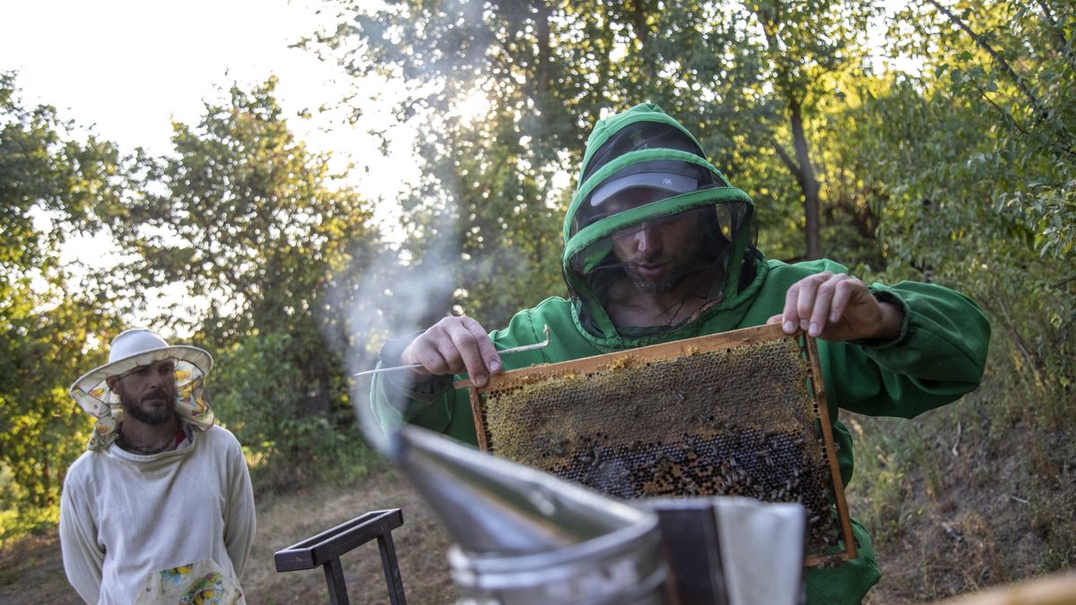 Prace w pasiece w obwodzie charkowskim, 25 lipca 2024 roku