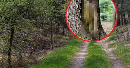 Zdjęcie z Bieszczadów. Znak na drzewie. To oznacza jedno