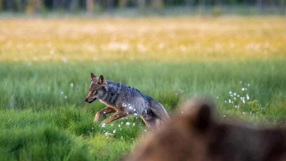 Grey wolf and brown bear
Grey wolf (Canis lupus) photographed in Kuhmo municipality, eastern Finland.  (Photo by Carlos A Carreno/c3.photos via Getty Images)
Carlos Carreno