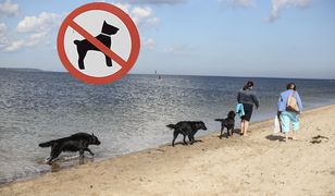 Zakaz wstępu na plaże dla psów? Spytaliśmy w badaniu