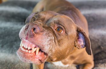 Pies warczy przy misce? Oto co naprawdę chce ci "powiedzieć"