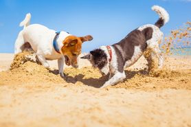 Odrobaczanie psa – dlaczego jest tak istotne?