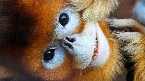 Mozilla małpuje Google'a. Firefox 4 będzie wyglądał jak Chrome? 1