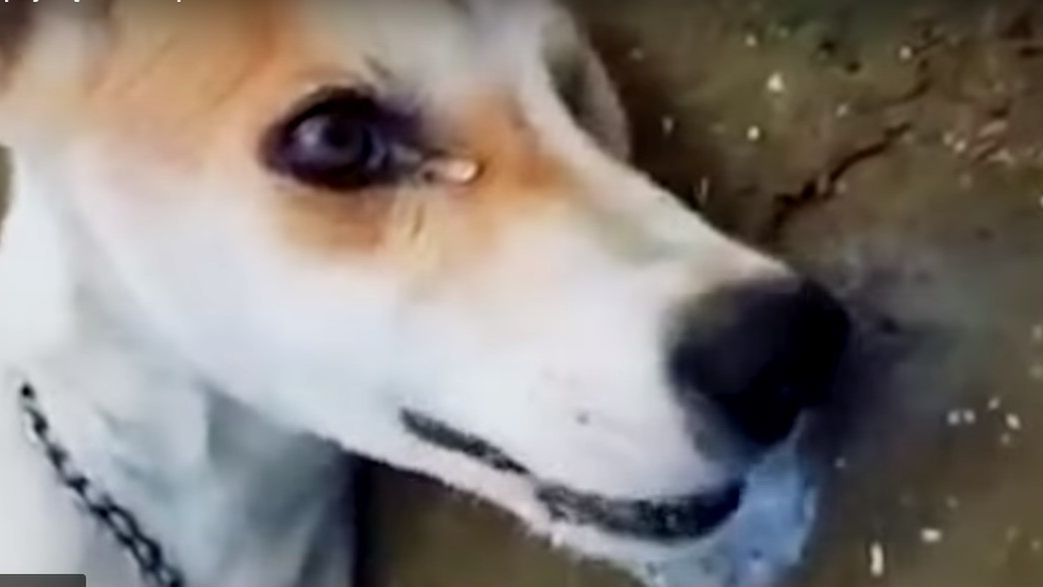 YouTube / Tuż przed mundialem w Rosji masowo uśmiercane są bezdomne psy