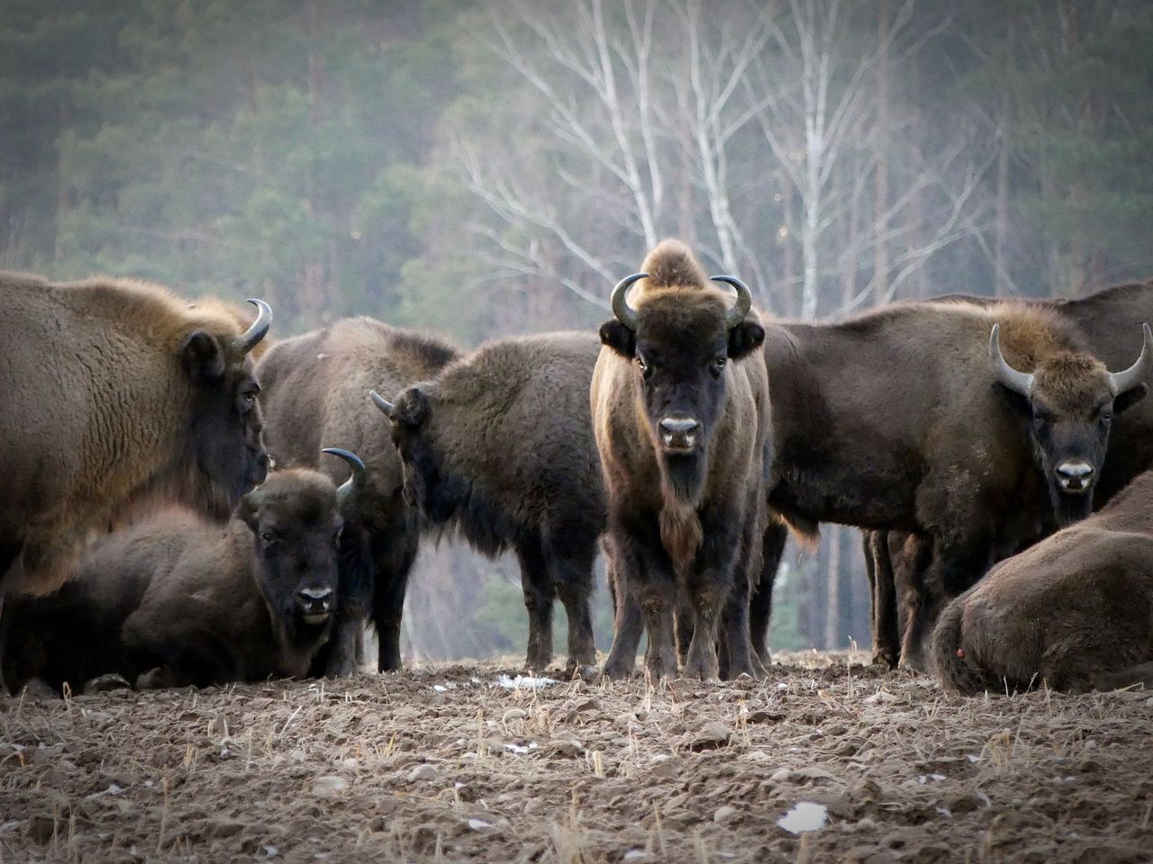 From brink of extinction to comeback: how the European bison is reclaiming its place in the wild