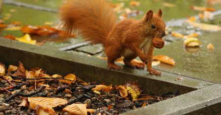 Pogoda. Warszawa. Piątek, 2 października. Przelotne opady deszczu