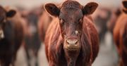 Mięsożerne larwy atakują Teksas! Kanada zamyka granicę dla bydła i koni