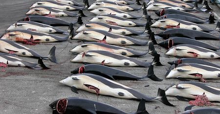 Wyspy Owcze. "Nagrania z masakry prawie 1500 delfinów mrożą krew w żyłach"