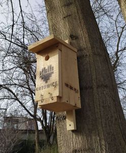 Katowice. Pomogą ptakom. W mieście zawiśnie 90 budek lęgowych