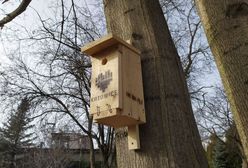 Katowice. Pomogą ptakom. W mieście zawiśnie 90 budek lęgowych