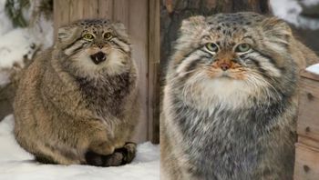 Był ikoną "kociego internetu". Zdechł Zelenogorsk z viralowego nagrania