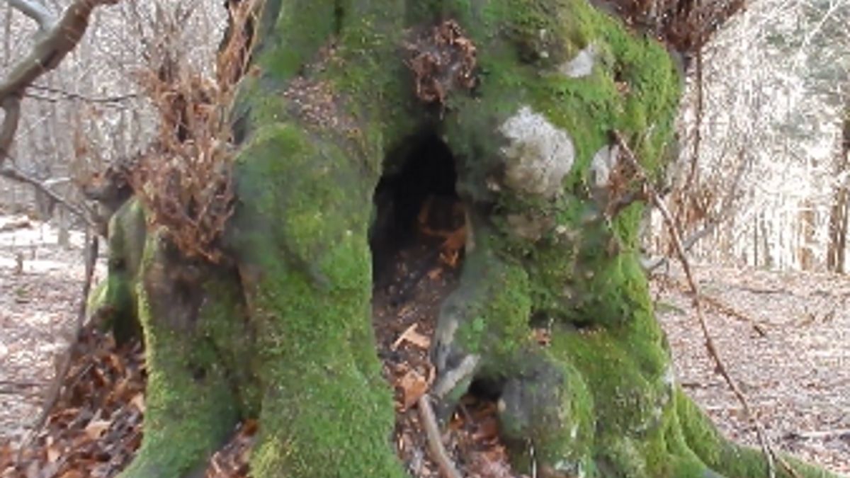 Leśnicy z Nadleśnictwa Baligród (woj. podkarpackim) opublikowali nagranie, na którym widać drzewo wyglądające jak z bajki.