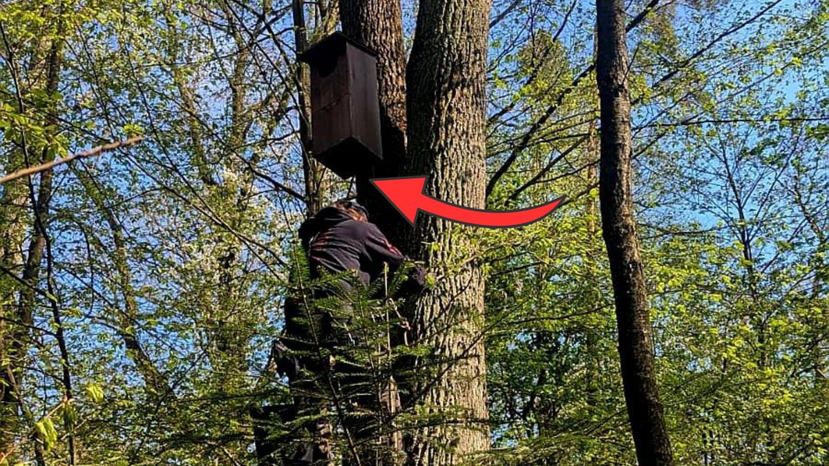 Niepokojące sygnały z lasów. Sowy mają trudny sezon