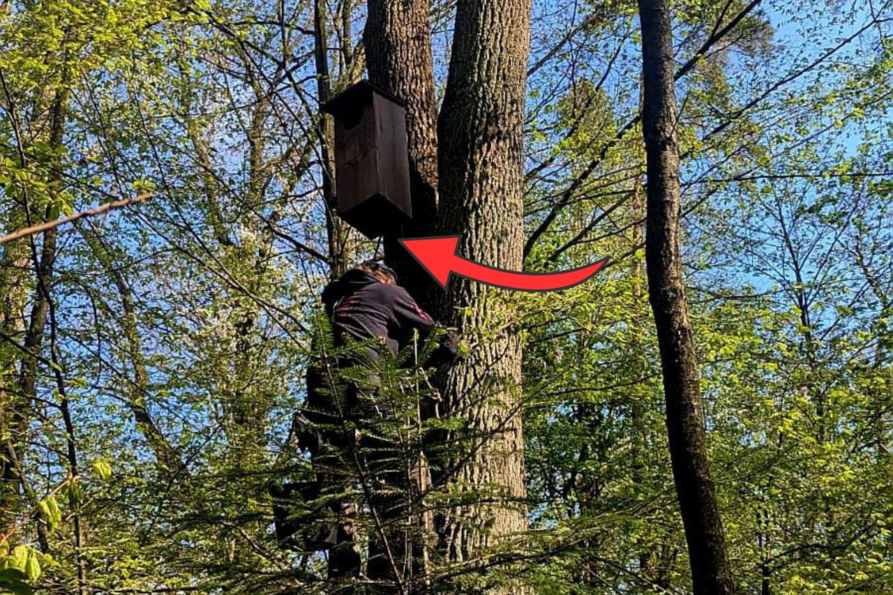 Leśnicy weszli na drzewa. Zajrzeli do budek. Nie jest dobrze