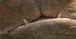 ''John Carter'': Taylor Kitsch na zdjęciach wśród Marsjan [foto]