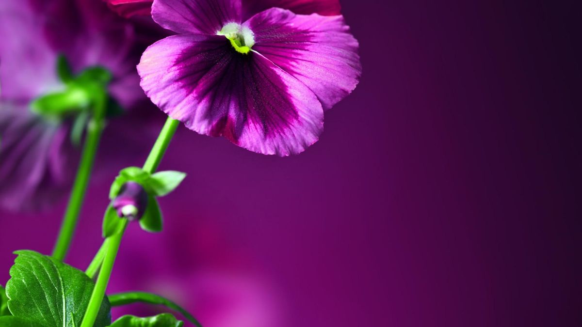 Herbata ziołowa z bratka możne być stosowana w formie okładów na skórę