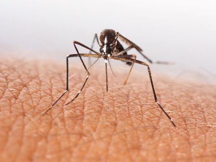 Dlaczego komary atakują właśnie ciebie?