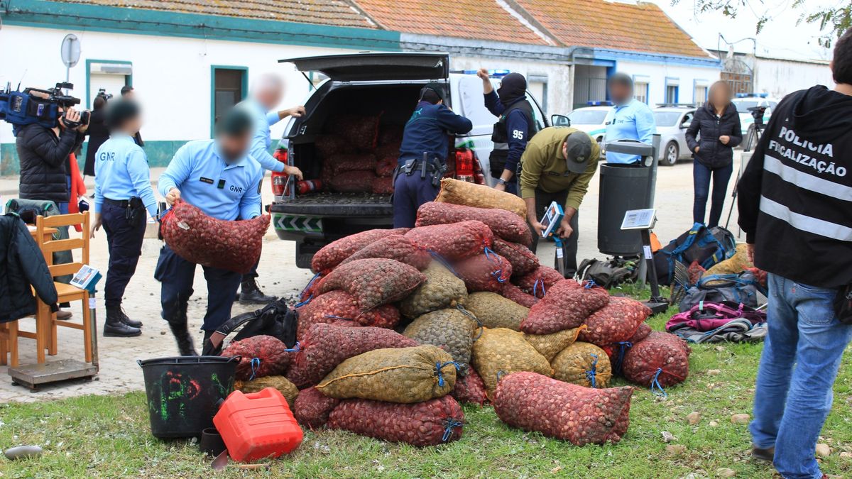 Policja z trzech krajów skonfiskowała małże