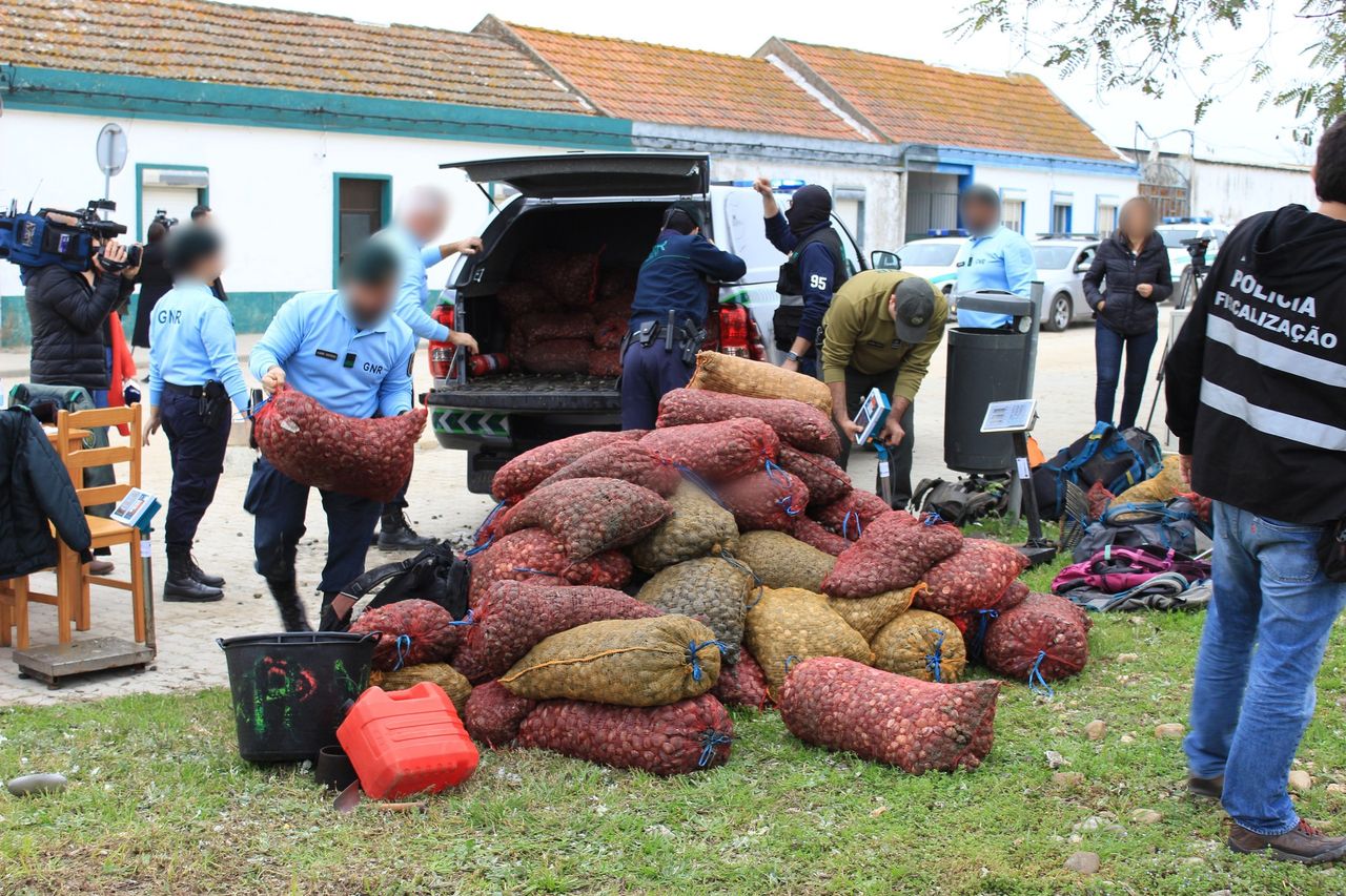 30 Tonnen Muscheldelikt: Mega-Schlag gegen Meeresfrüchte-Mafia