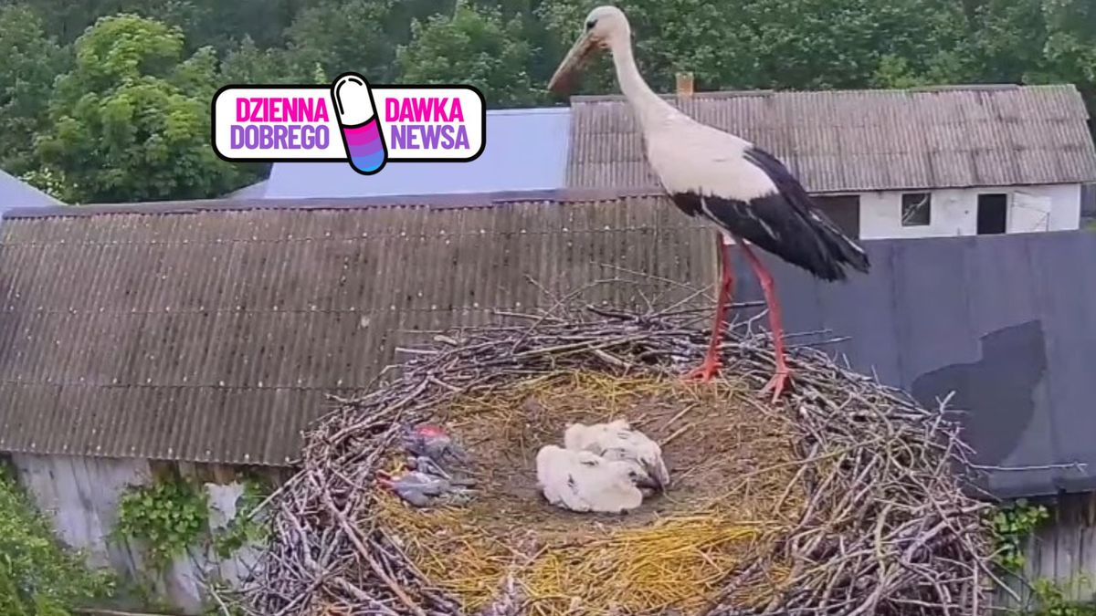 Sabcio przeżył dzięki ludziom. Dziś ma własne gniazdo