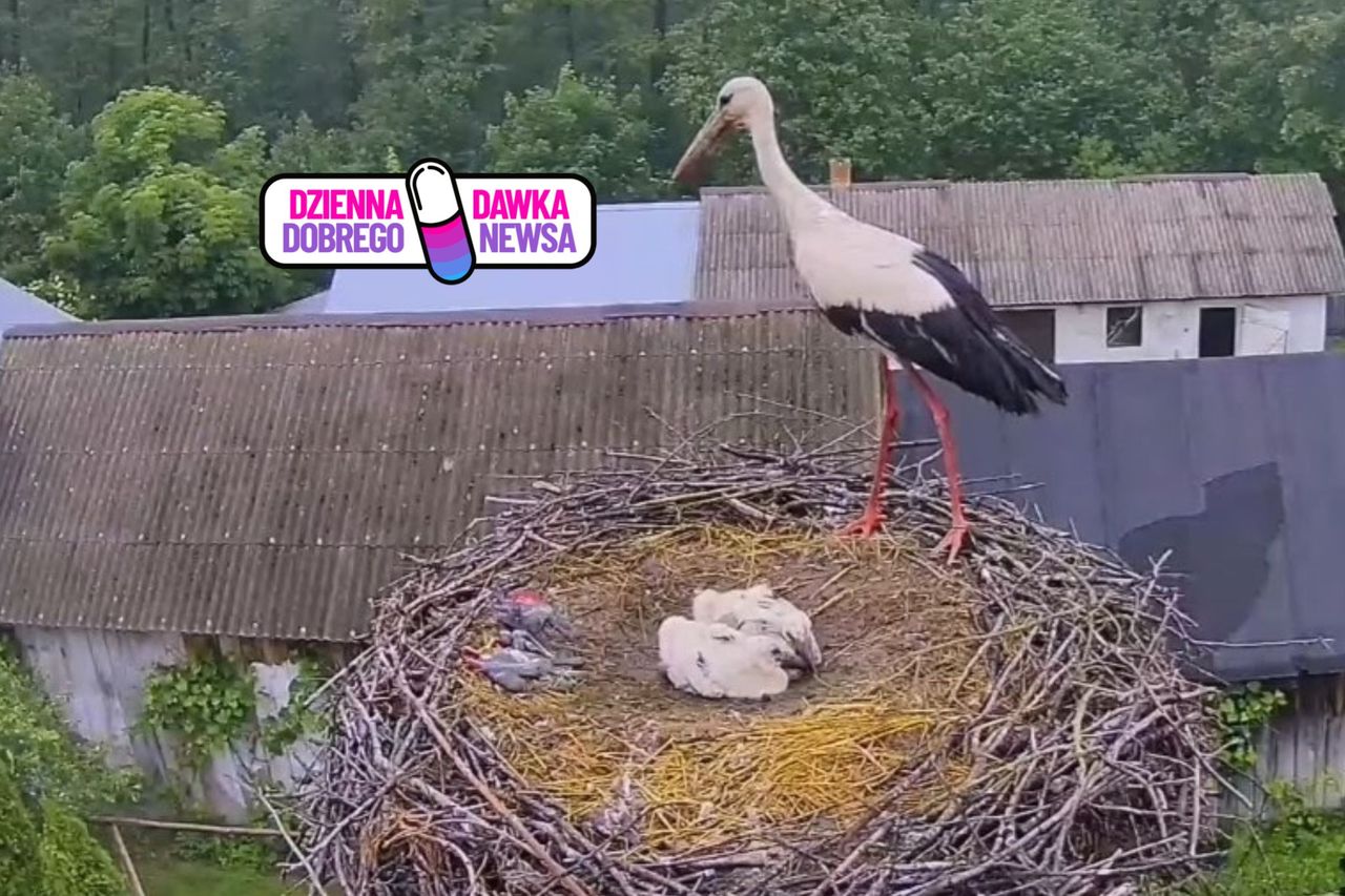 Topił się w gnieździe. Pomogli mu przeżyć. Sabcio wrócił po 6 latach