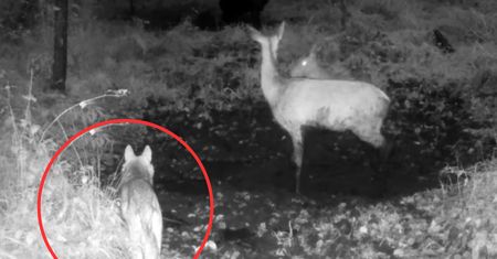 Jelenie odpoczywały przy wodopoju, gdy nagle pojawiły się wilki. Zaskakujące zachowanie zwierząt