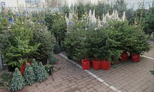 Choinki w marketach za 50 zł. Tak można się naciąć