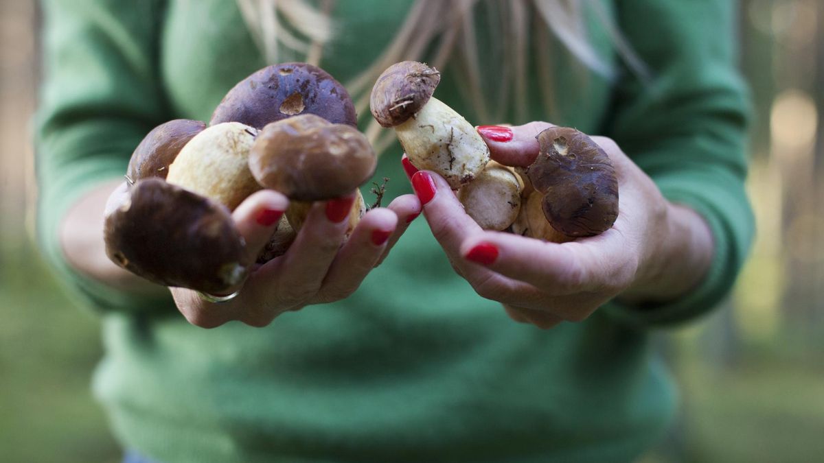 Po co stukać w kapelusz grzyba?