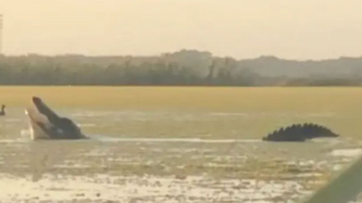 Parze udało się sfotografować bestię