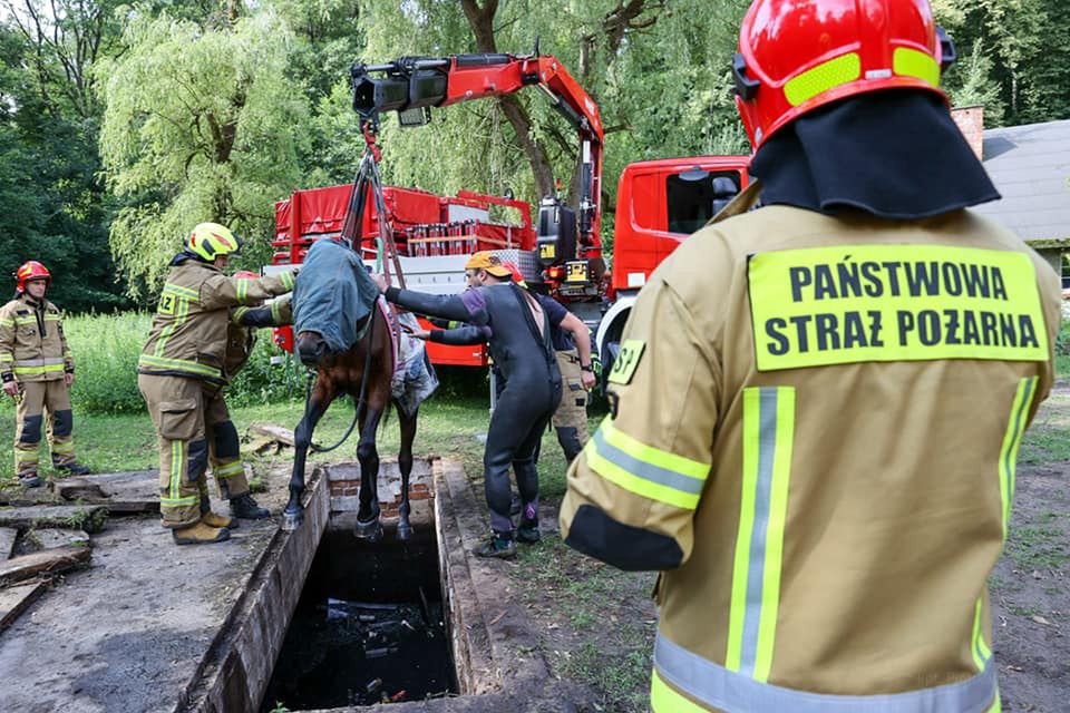 Strażacy wypompowali wodę z kanału aby koń się nie wychłodził