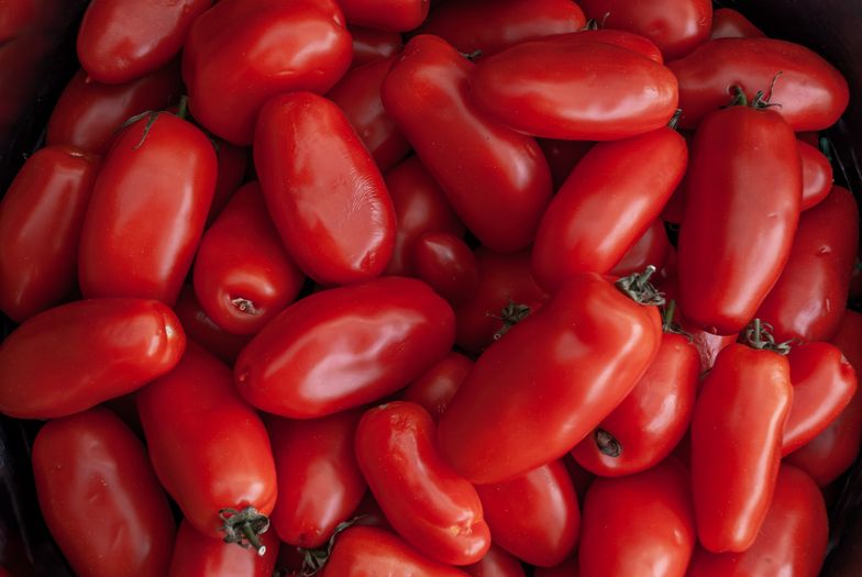 Te odmiany pomidorów chronią przed rakiem. Badania potwierdzają